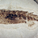 Image for article titled This Fish Fossil Shows Why Humans Have Two Arms and Two Legs